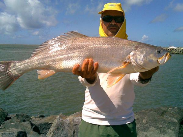 Pescadinha amarela