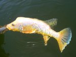 Tucunaré Sivuca (Albino)