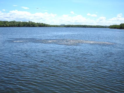 Image Image